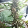 Cannabis seeds Master Kush® from Dutch Passion